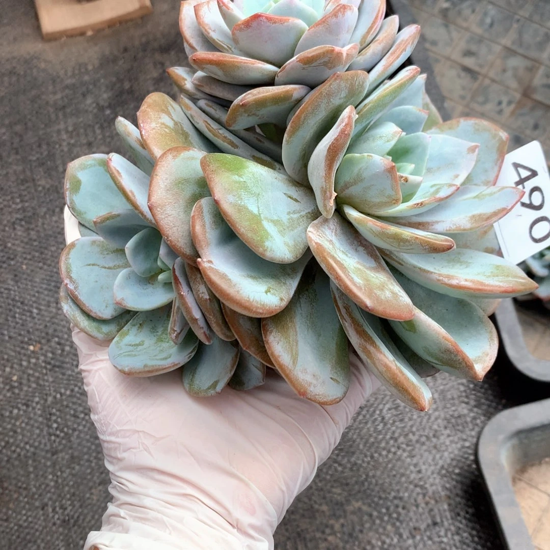 # 490 。售后范围：签收起7天内不拍冷链不售后。