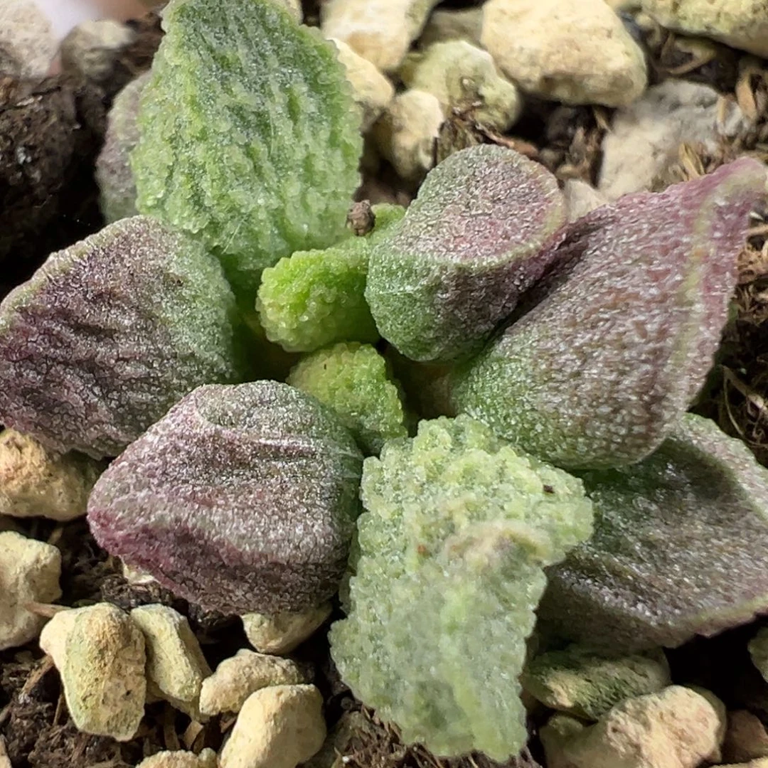 w小叶型白霜款实生新品多肉植物
