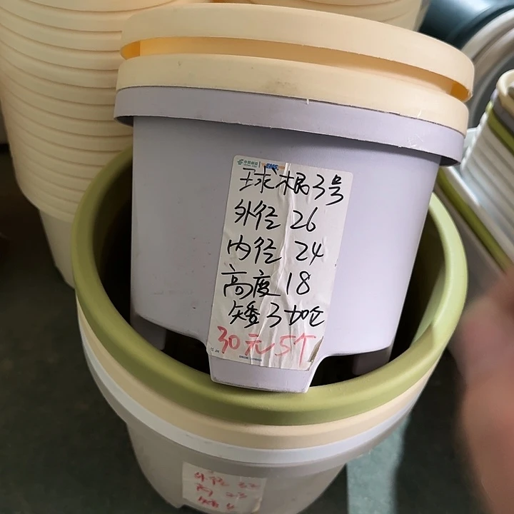 球根26口径6个无托灰白