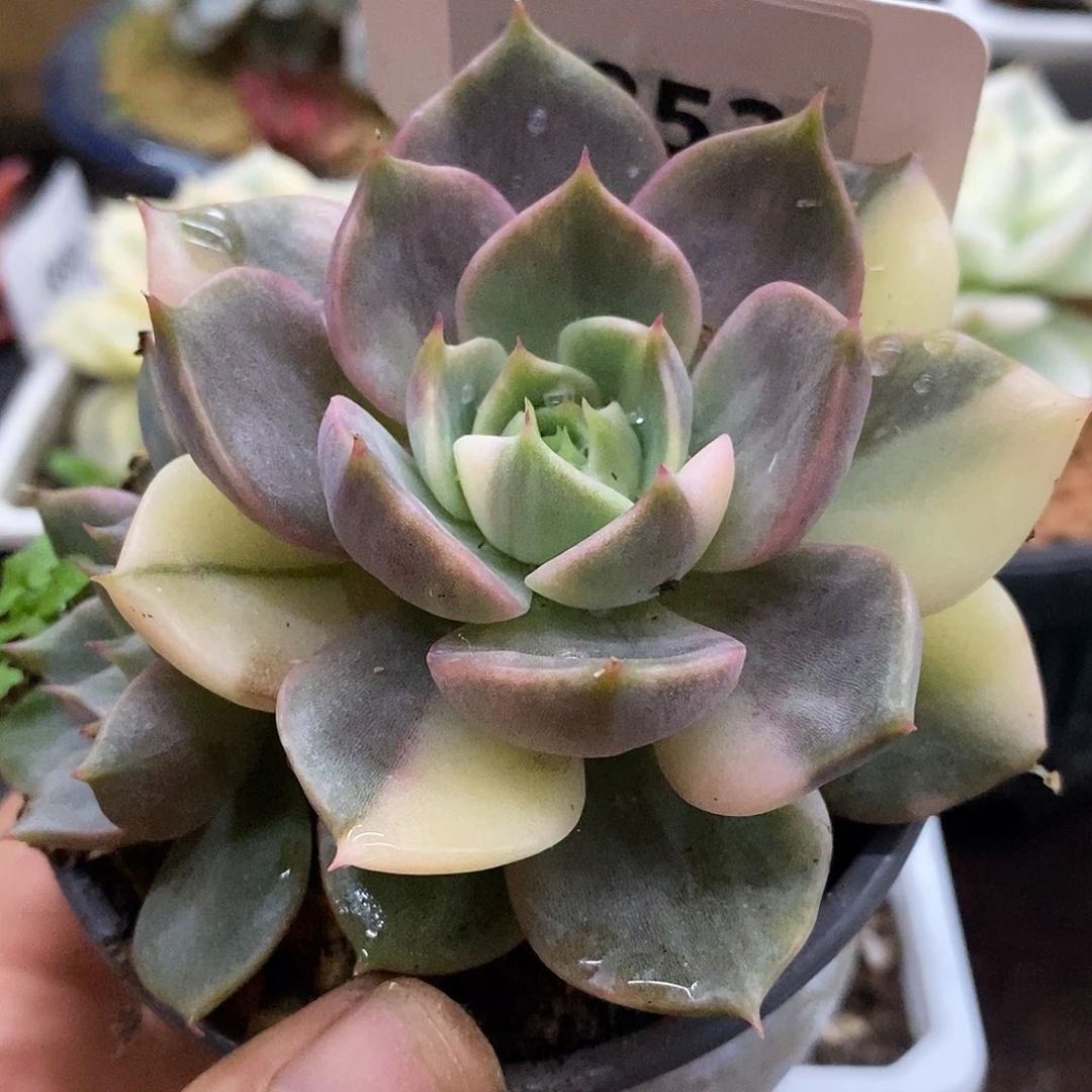 853贝加尔湖啊花脸哈哈哈哈