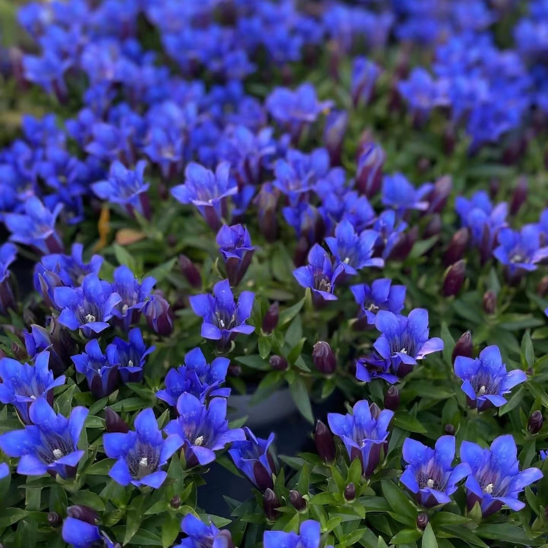 【龙胆花】花卉好养易活盆栽适合室内阳台庭院种植