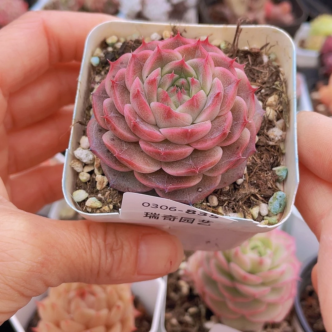 00000000000835量拍