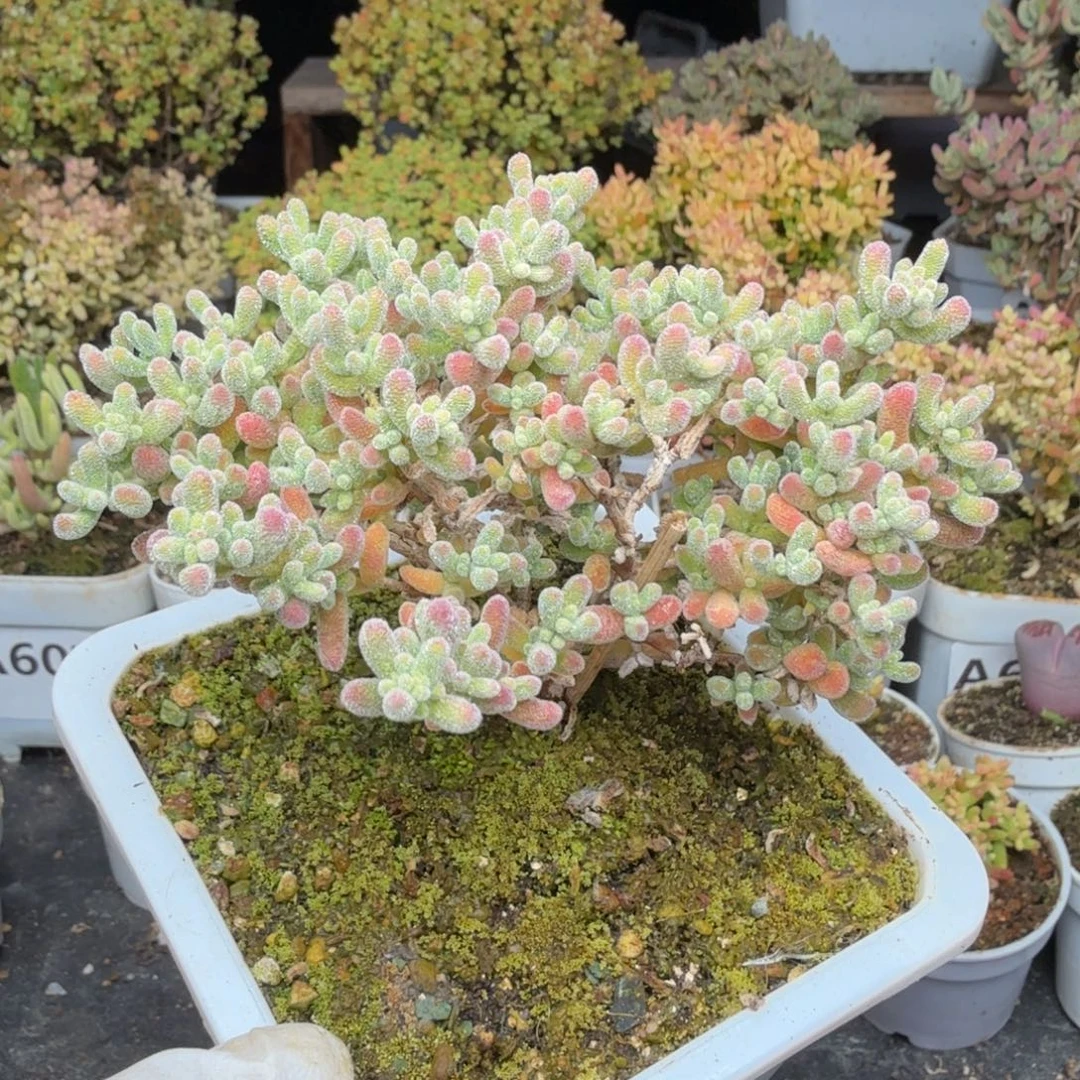 A671冰晶枝干一物一拍