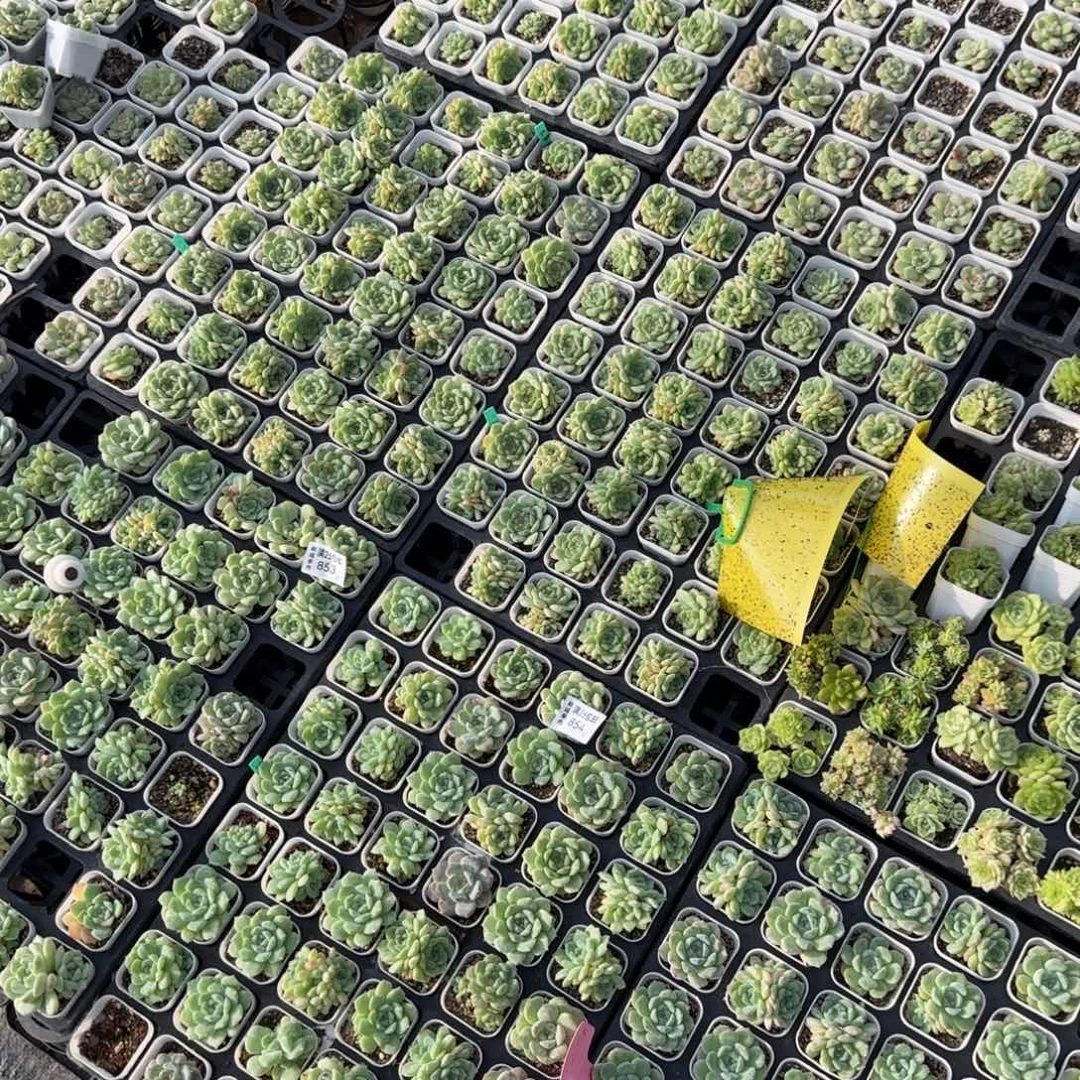 ****854甜心混60盆左右