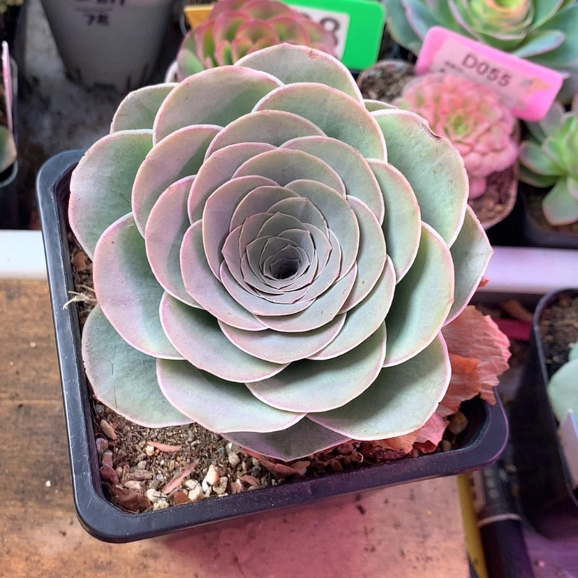 【闪购商品】恰****瓜2月100会员云岫263