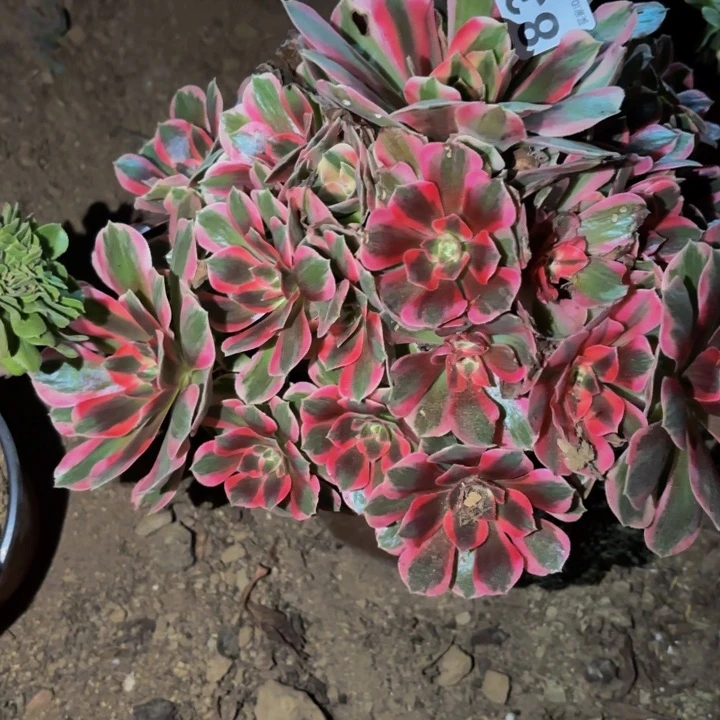 831妖月多肉植物不售后