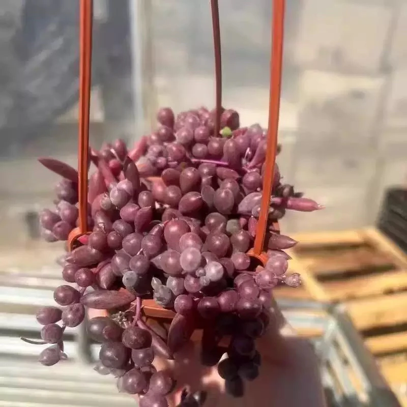 【满9.9包邮】紫玄月紫葡萄10cm盆多肉植物以直播间展示为主