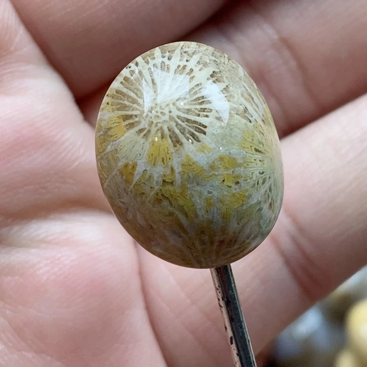 颈饰未镶嵌硅化珊瑚（珊瑚玉）