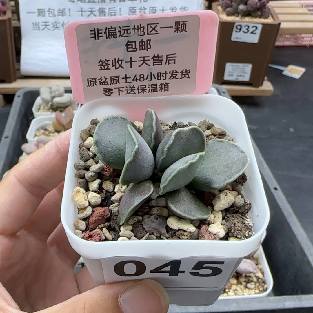 045紫肌库博多肉