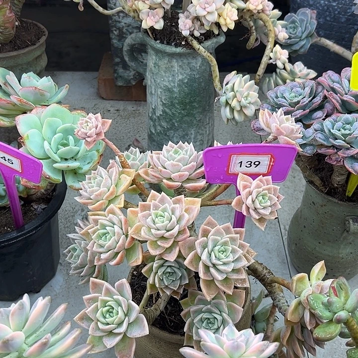 A***y哈利多肉植物纤维139