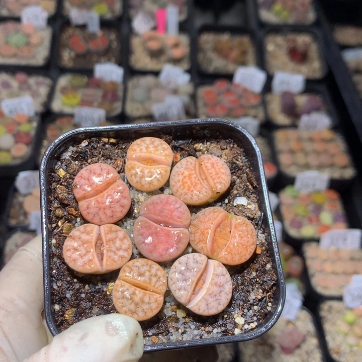 小*乖绝绝子生石花113.534