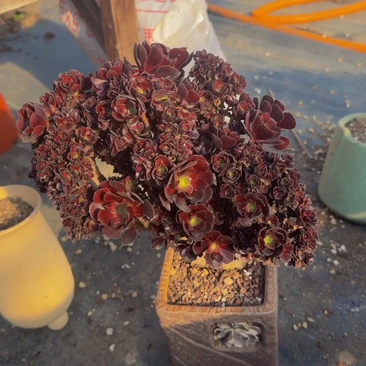 特特特特特特特特133
