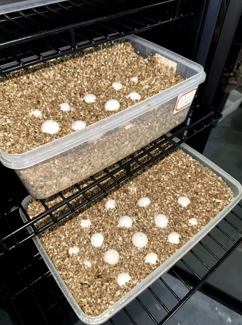 自留级野配野纯佛蛋