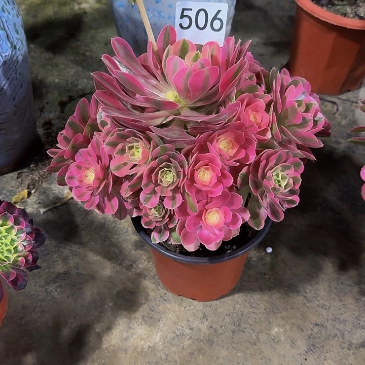 00000000000506女巫