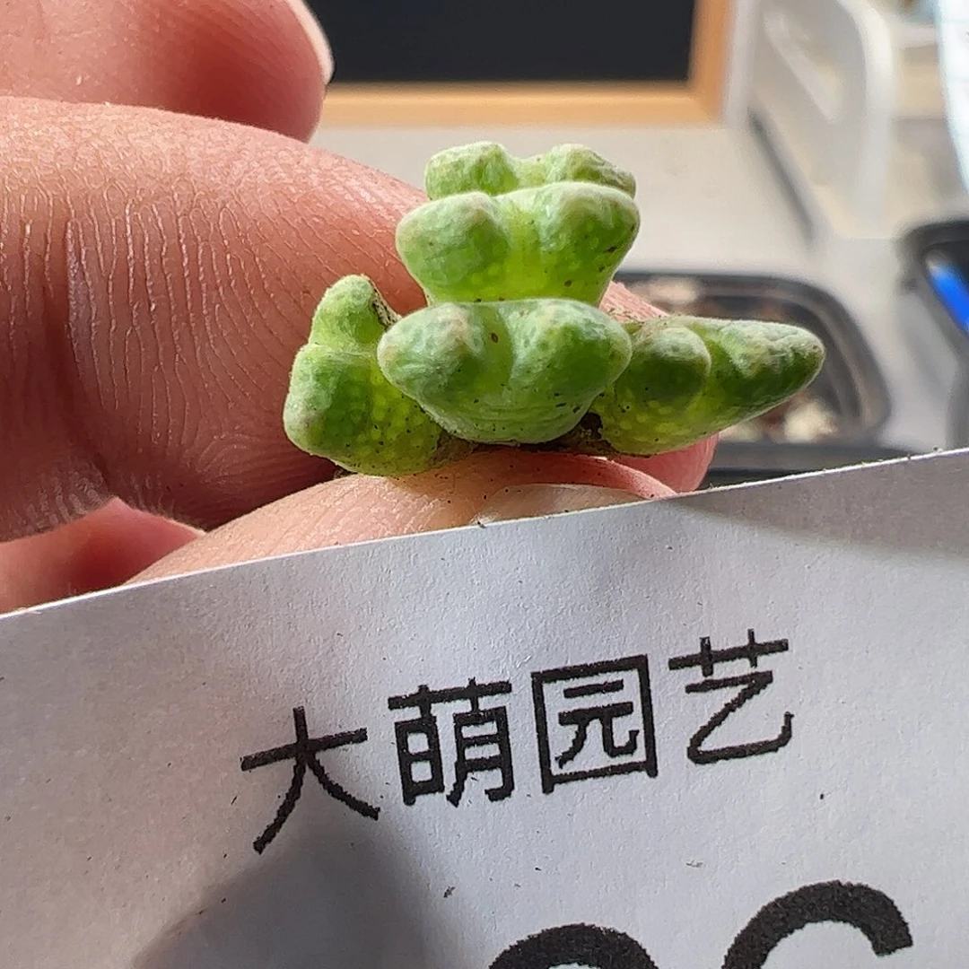 一物一拍园艺ARM714B鹿角斑马。866