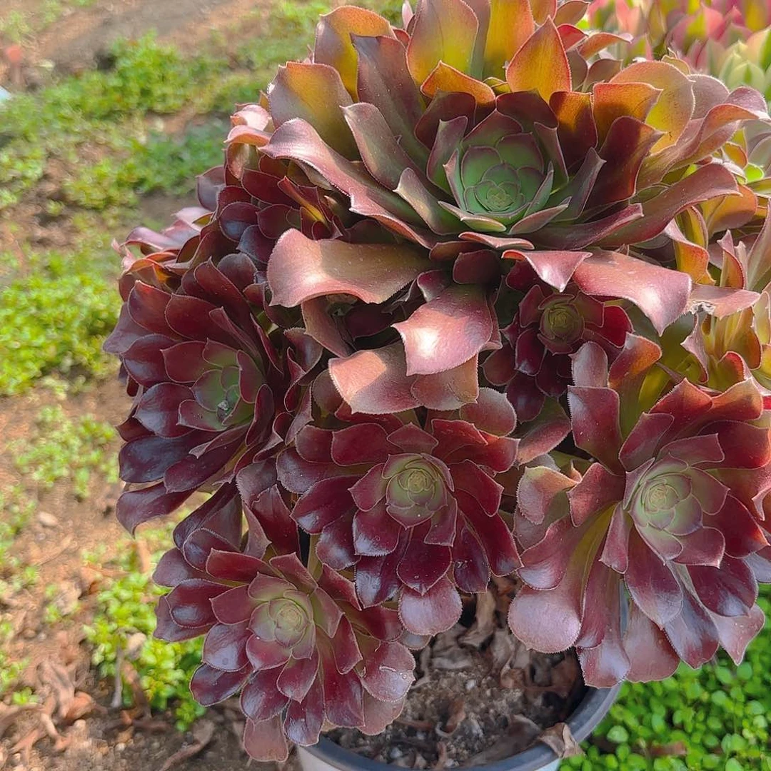 红玫瑰手捧老庄多肉