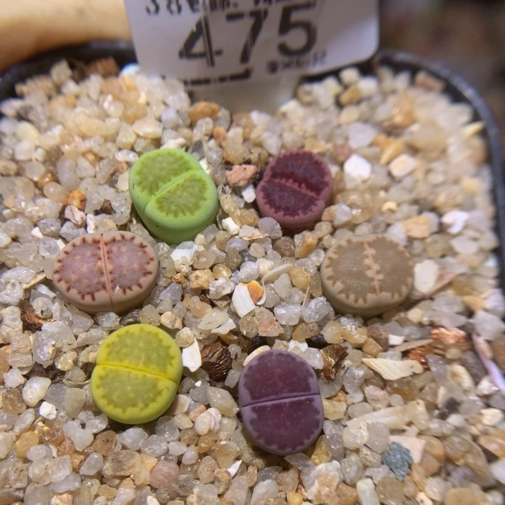 Ssss好喜欢爱看多肉475