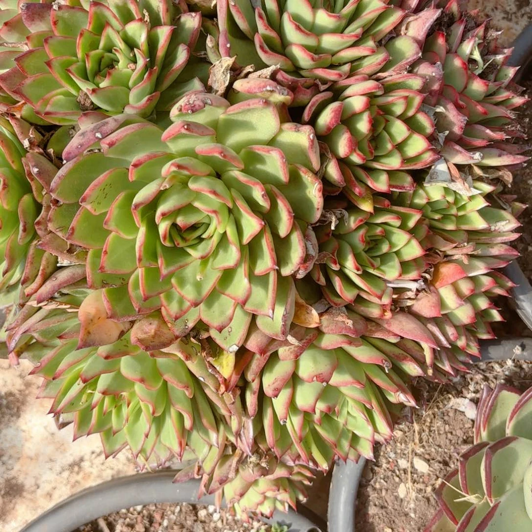 手捧。     群。