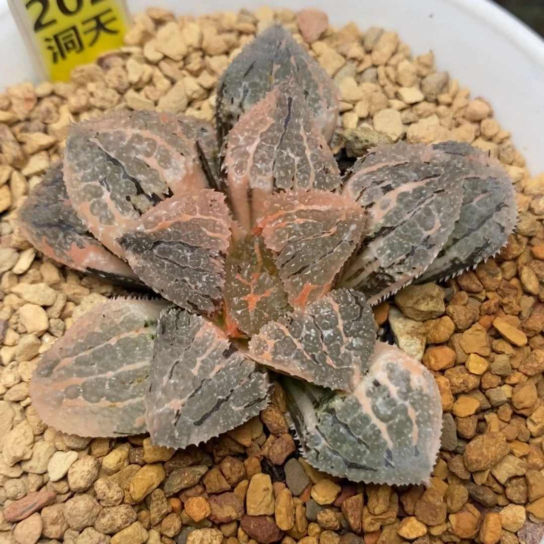 202具味城锦一物一拍