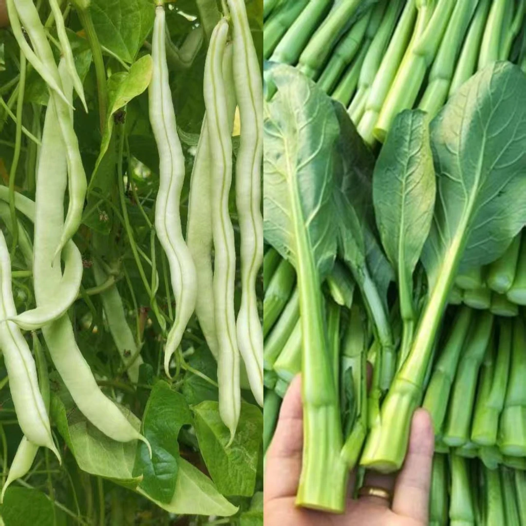 组合蔬菜2斤白不老 2斤菜心新鲜蔬菜 京东顺丰包邮
