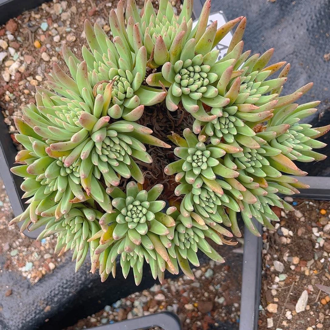 绿菊多头群生老朱1349