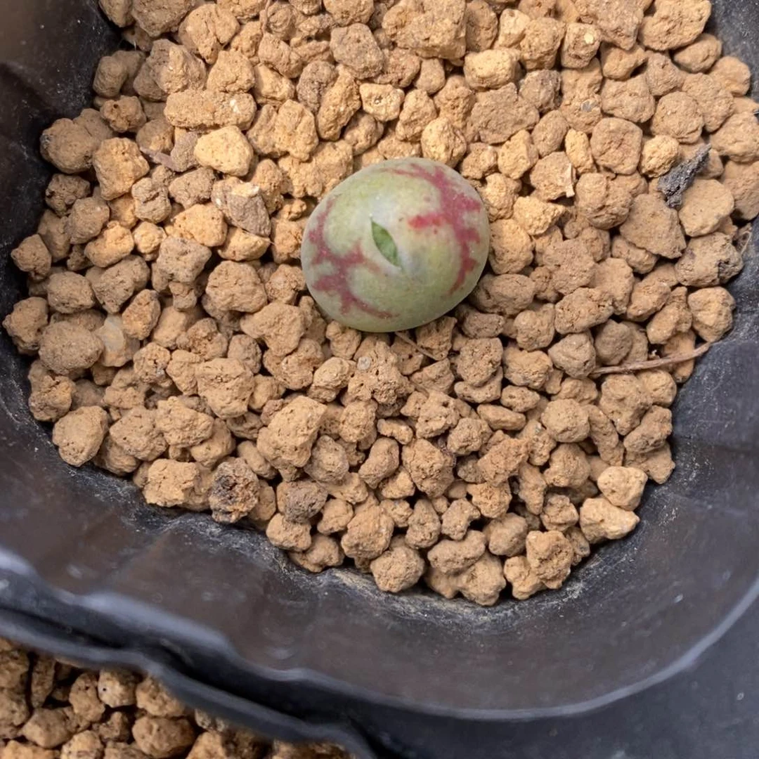 多肉植物肉锥杂交K-3562 二褪福利