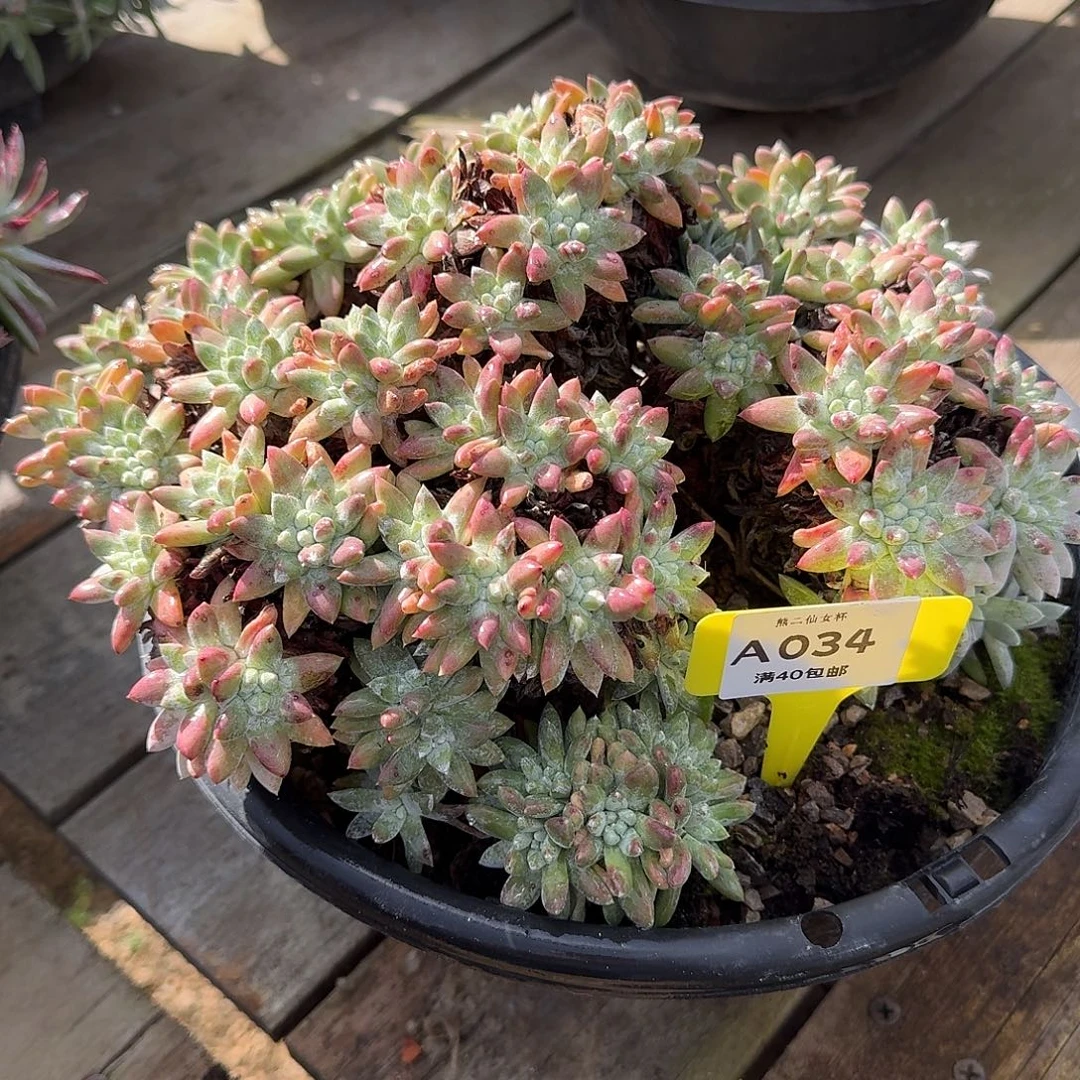 满***8多肉植物仙女杯A034