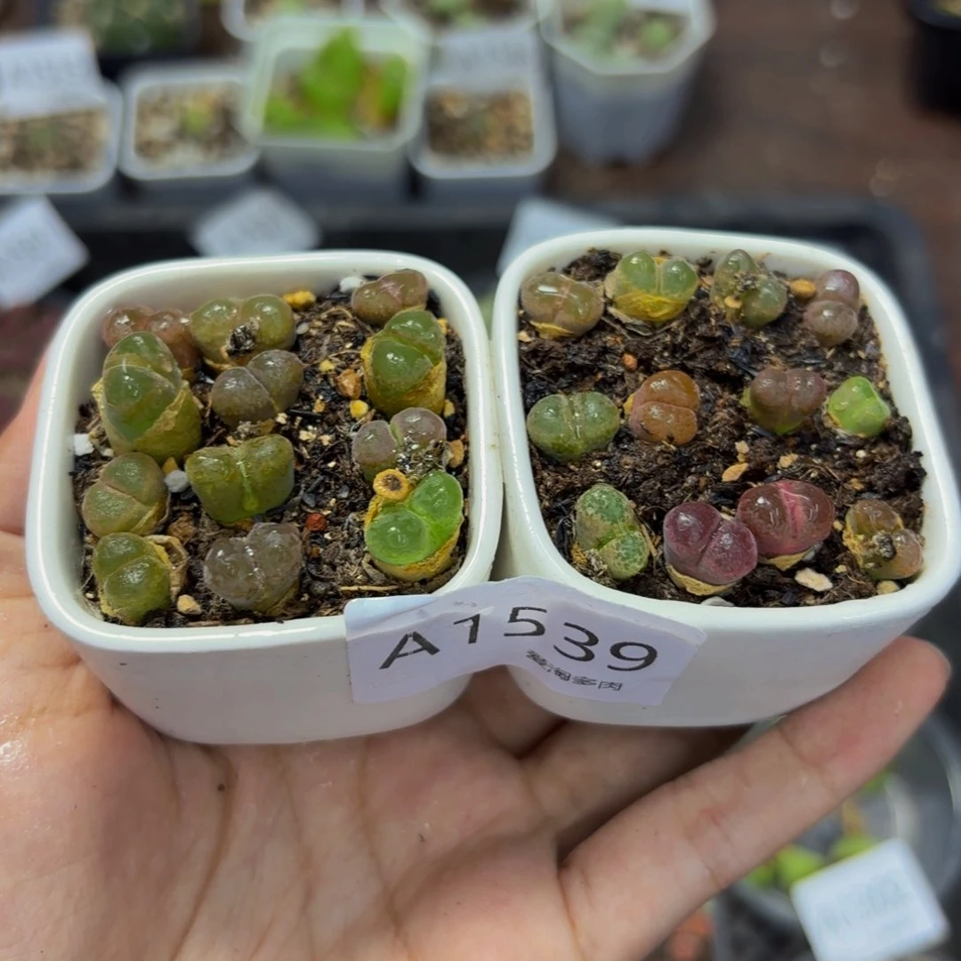 1539 生石花和肉锥