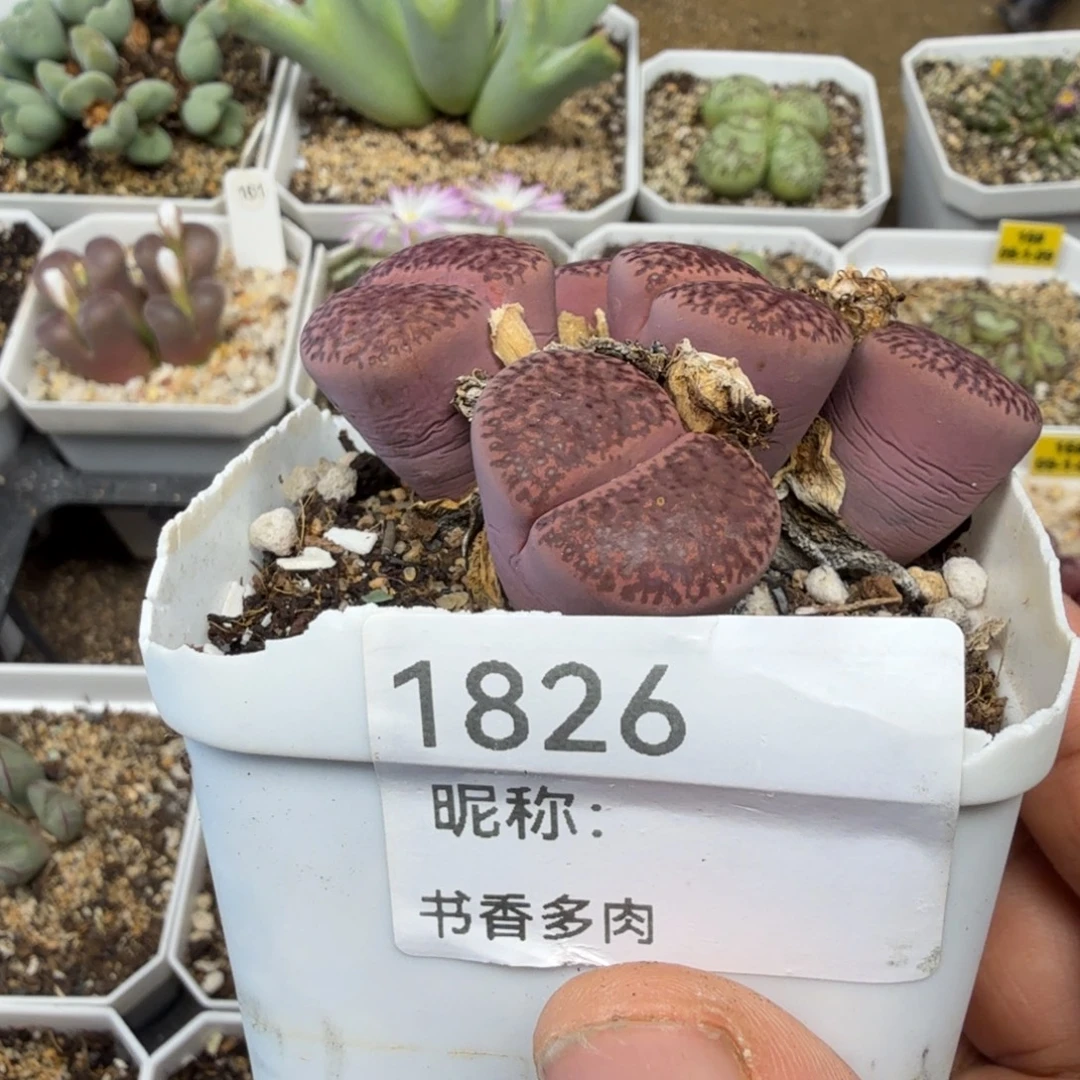 多肉。