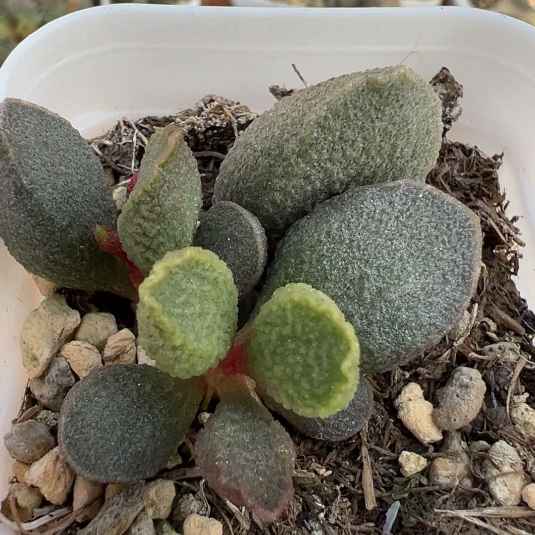 实生新品大苗多肉植物