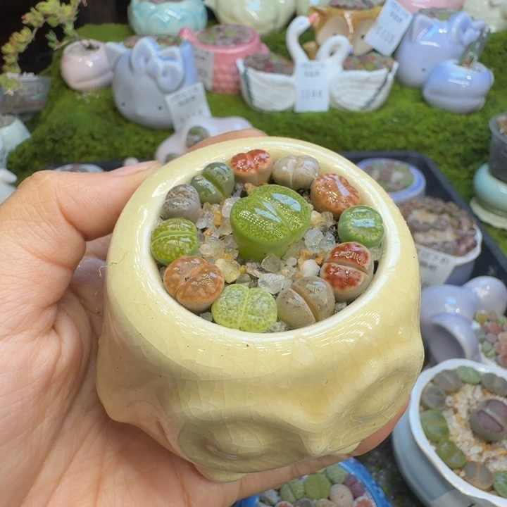 多肉植物福利冲1147