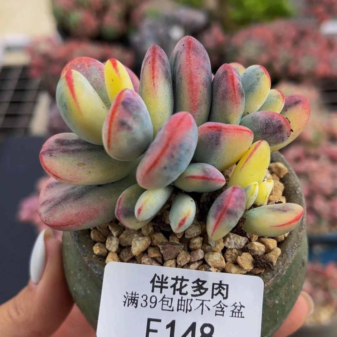 148-乒乓福娘锦多肉5cm默认有砍