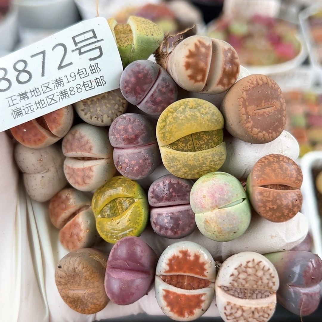 好养易活生石花大母本8872共20颗