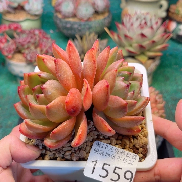 大1559，bsgfgdhfgghh