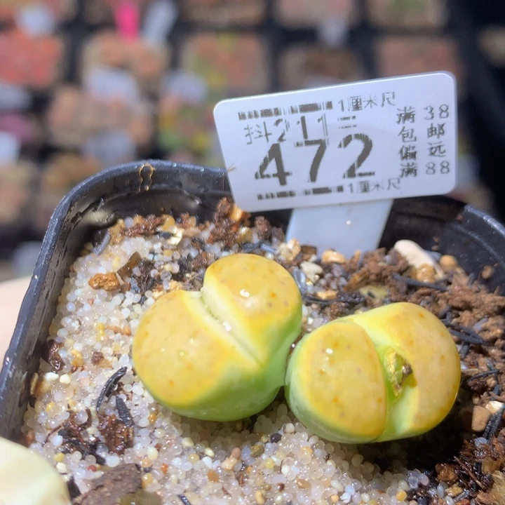 精品生石花211.472