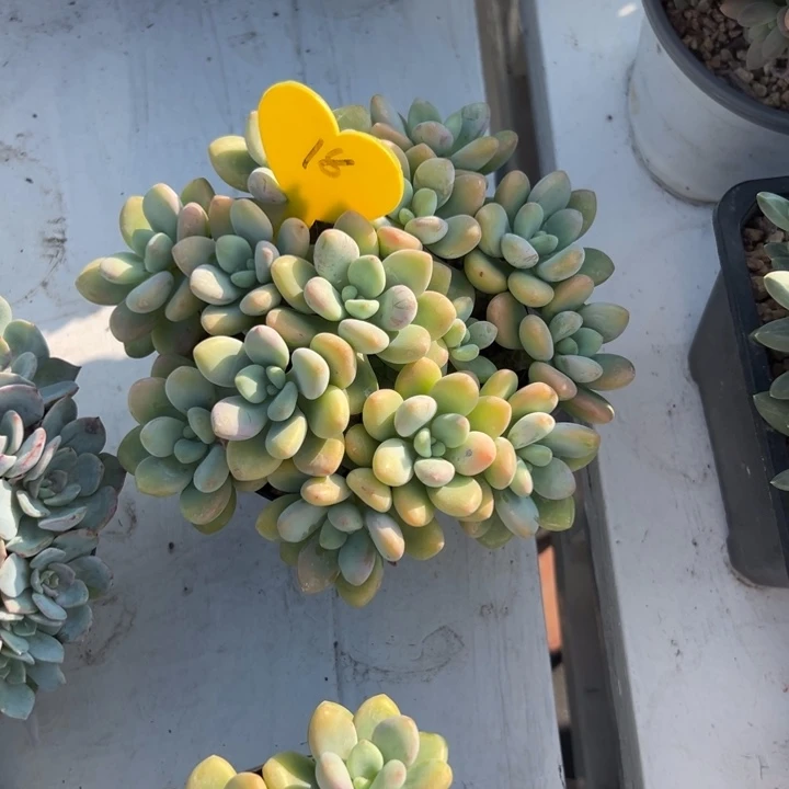 轻***扬多肉植物一额一拍