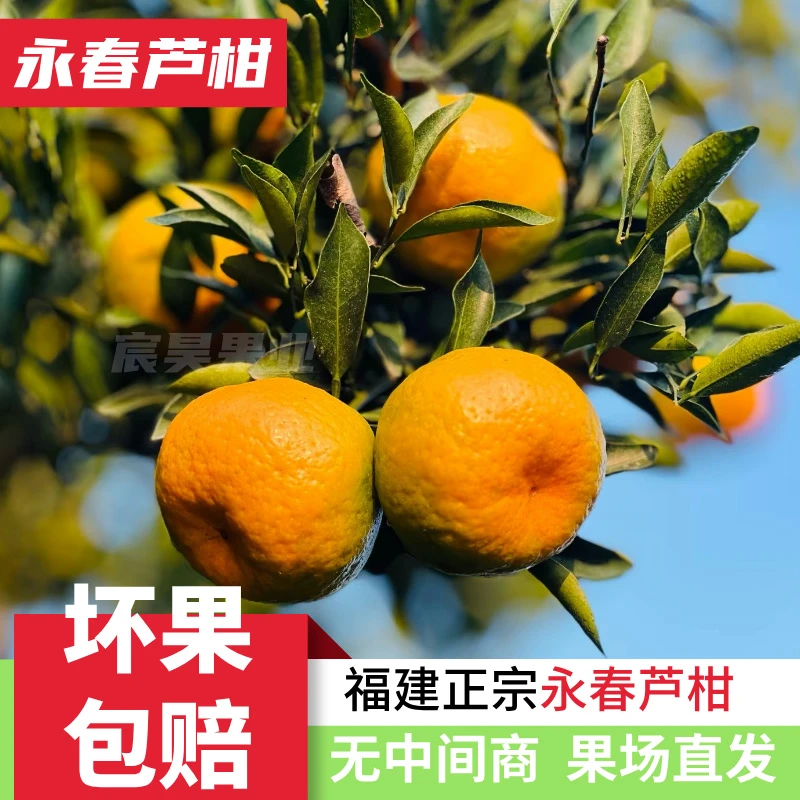 正宗福建永春芦柑特大果耙椪柑橘丑蜜桔砂糖孕妇当季水果新鲜包邮
