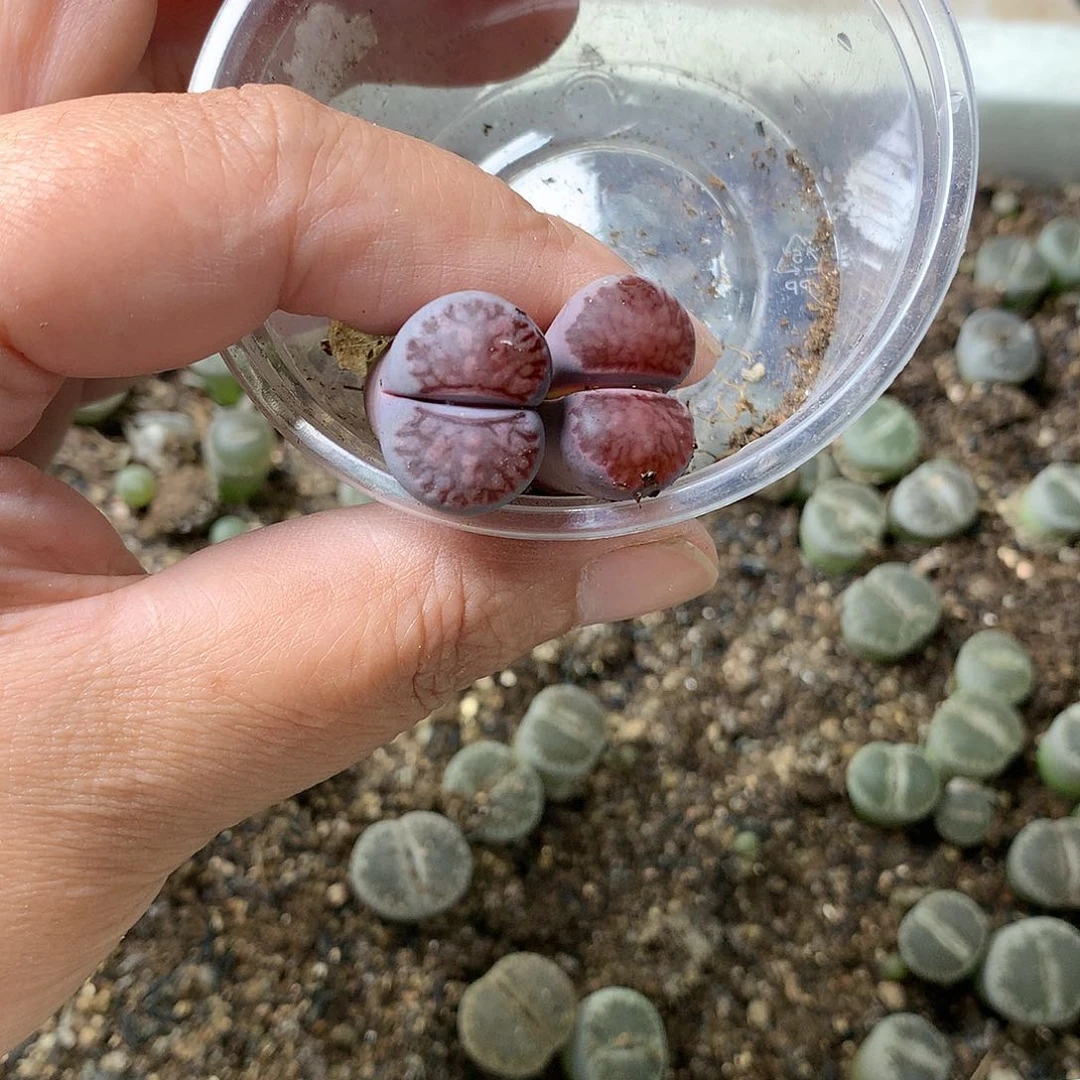 菲*K47多肉植物保护