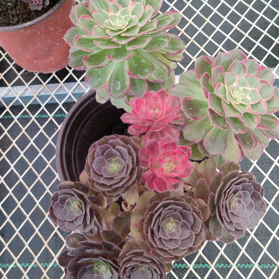 多肉法师锦万花筒法师