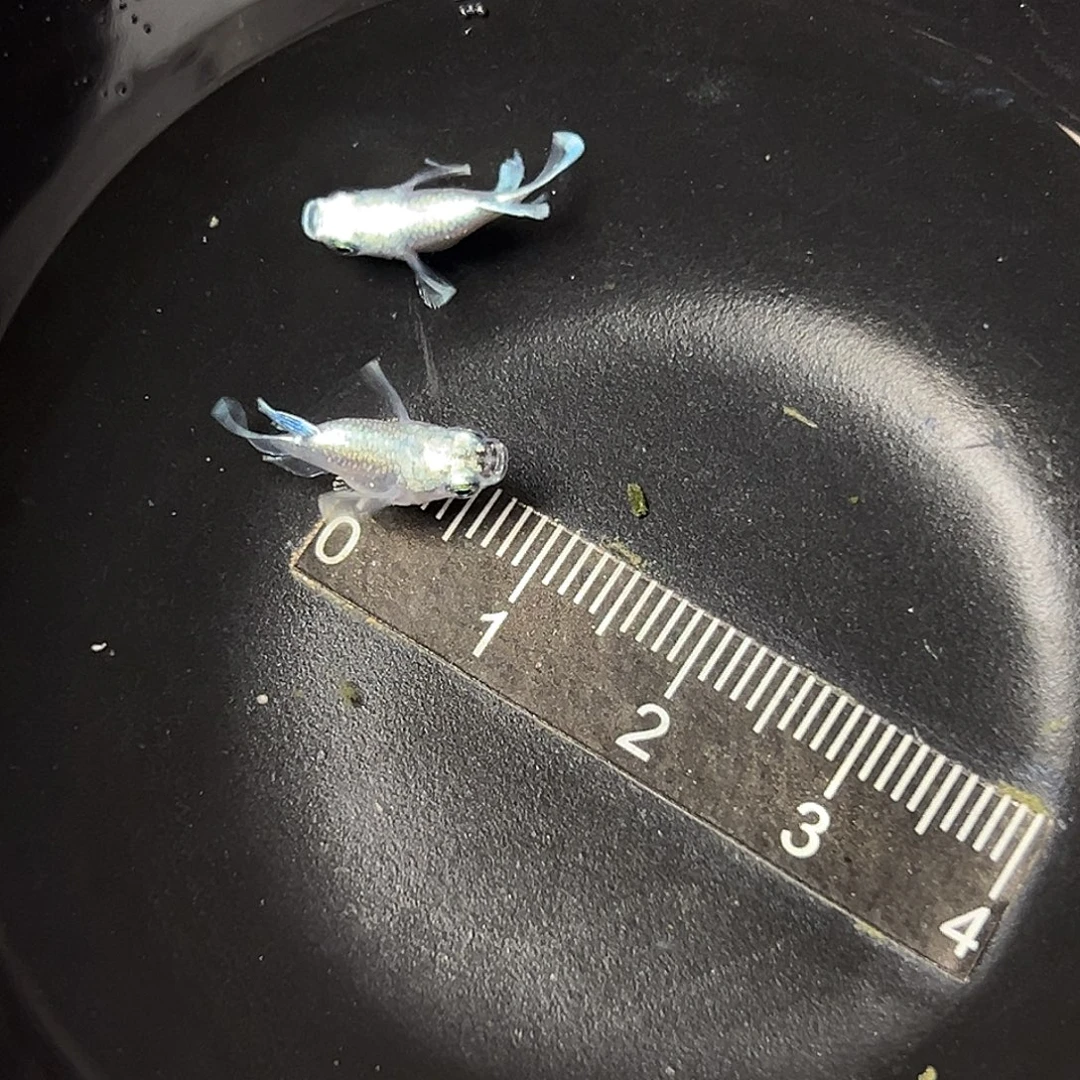 海水天使球体一组52
