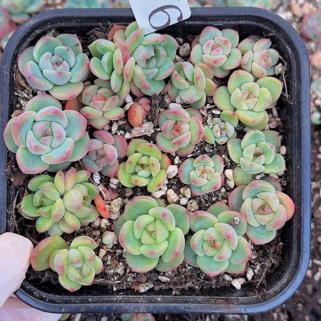 多肉植物多肉植物946