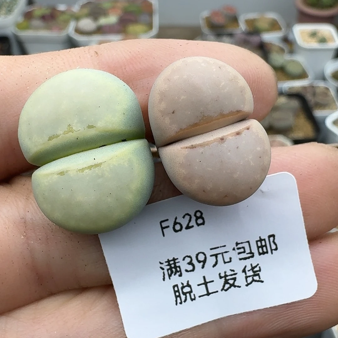 628多肉哈哈哈哈哈哈哈