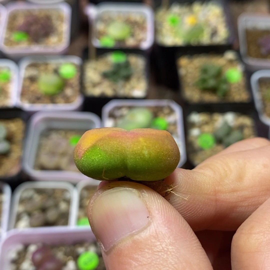 2.3+漂亮多肉植物206