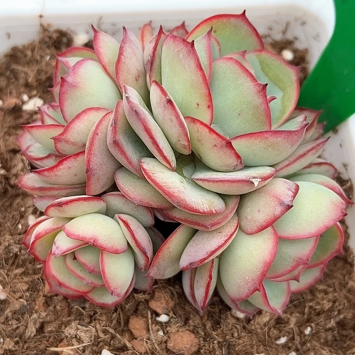 多肉植物牡丹亭998