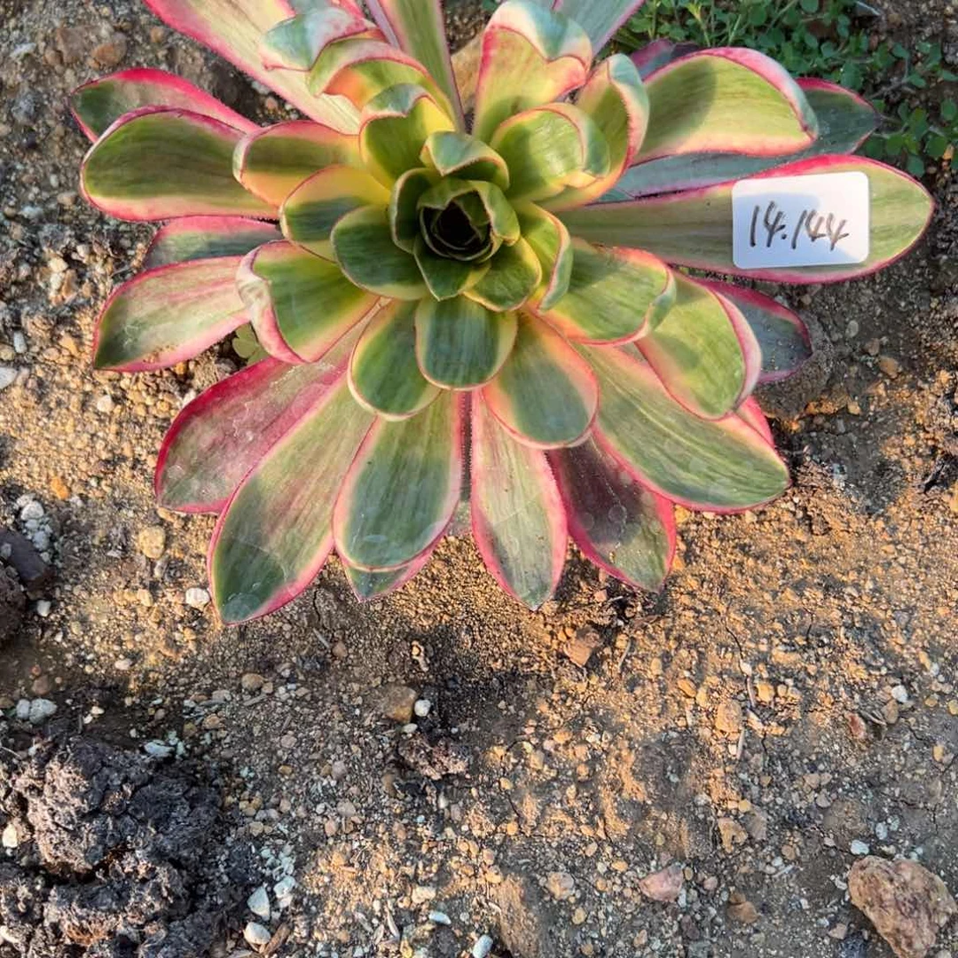 144烈焰多肉多肉植物山东