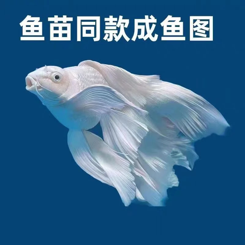 蝴蝶鲤观赏鱼18-20精品蝴蝶鲤白色球短自家渔场直发好养混精品鱼