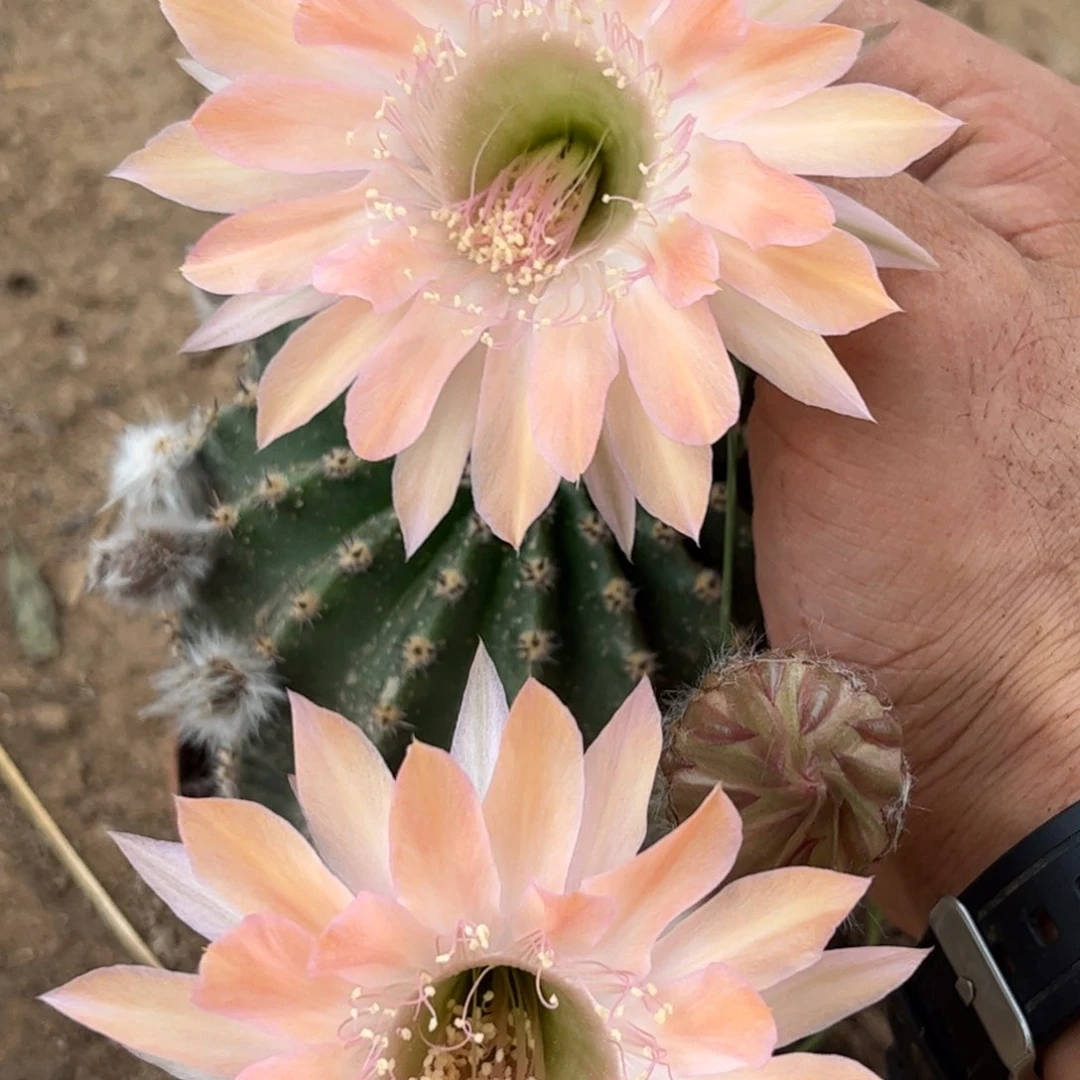 69 实生仙人球带根瑕疵