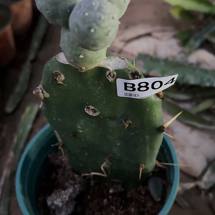 辉*嫁接无刺习804
