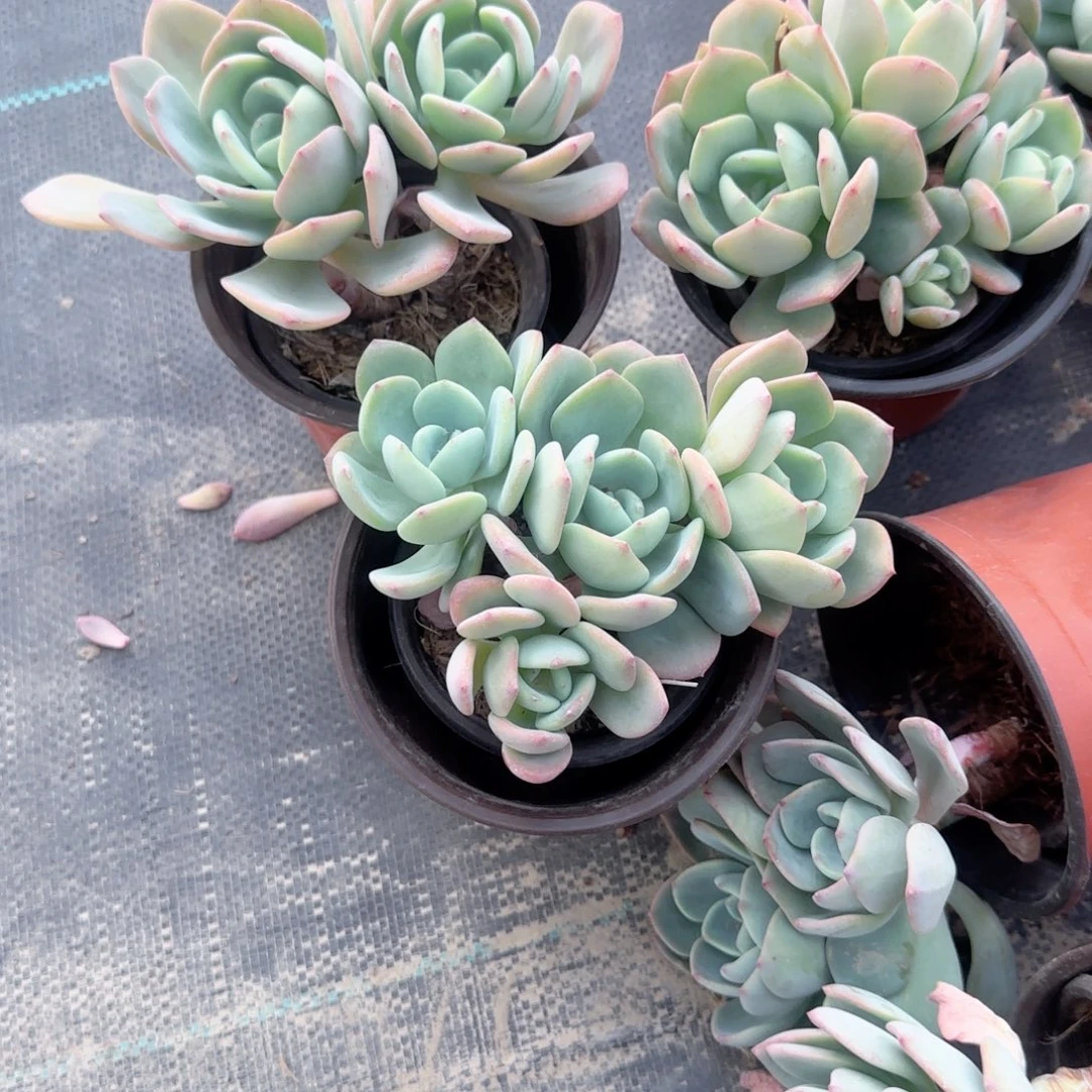 无花朵90白月光群