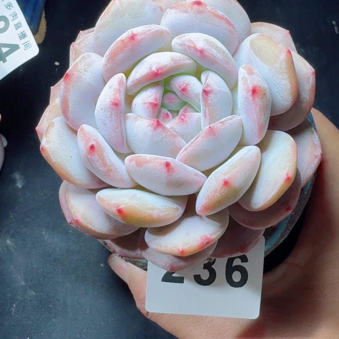 橙子      愿你一路坦途，乘风破浪展宏图